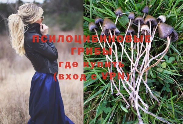 PSILOCYBIN Бугульма